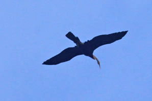 Asian Darter